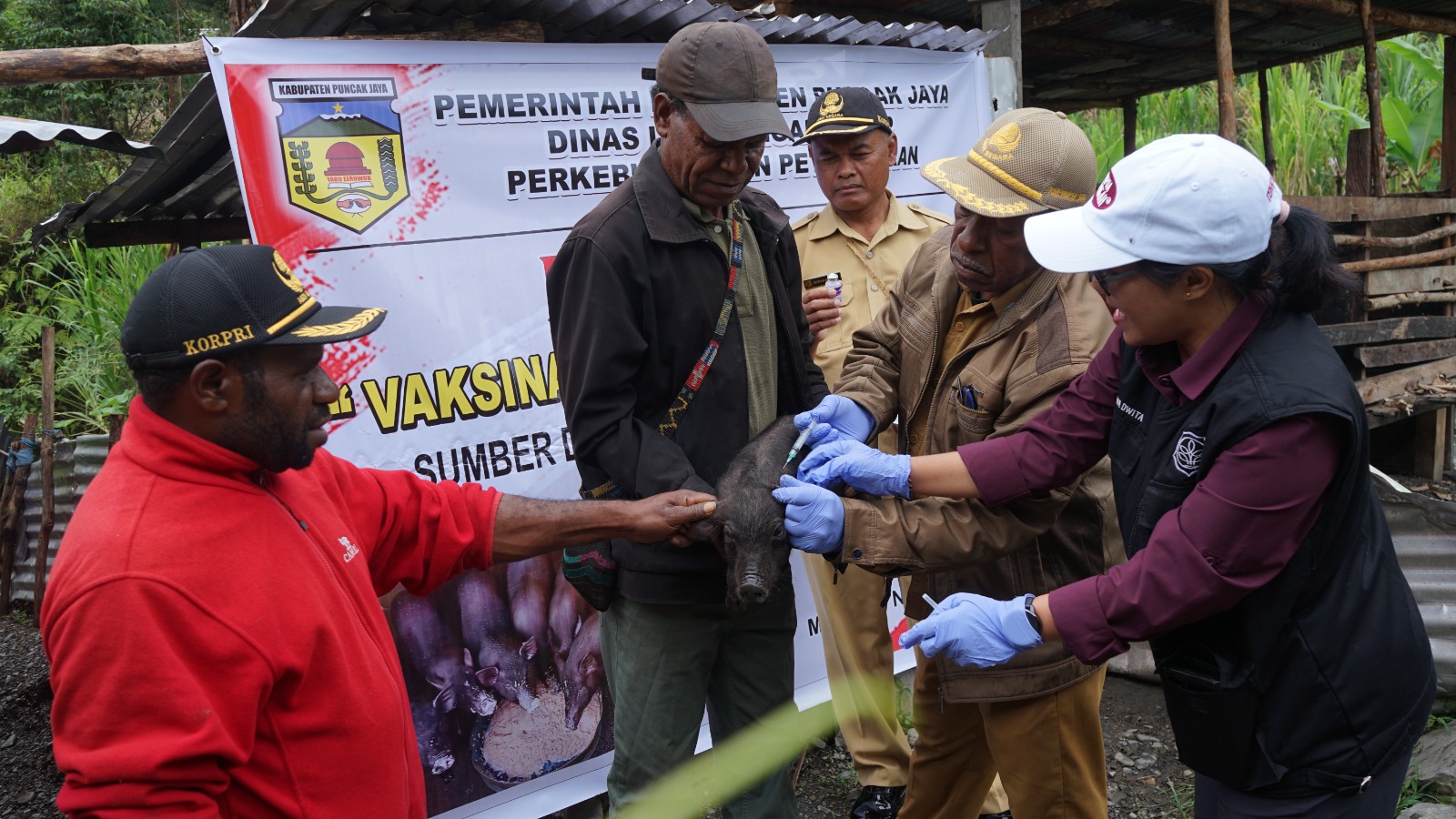 Dinas Lingkungan Hidup, Perkebunan, dan Peternakan Kabupaten Puncak Jaya melaksanakan vaksinasi ternak babi